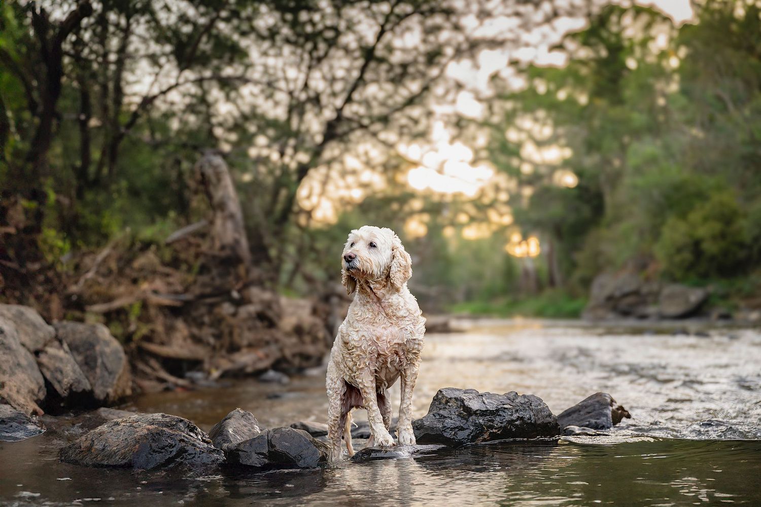 WANDERPAWS PET PHOTOGRAPHY
