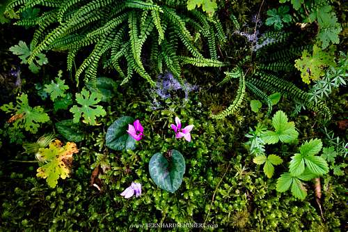 Cyclamen purpurascens - European cyclamen