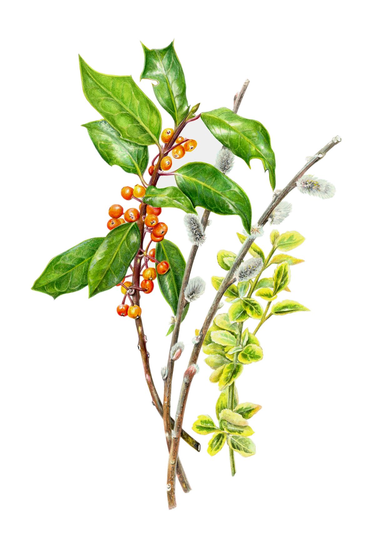 Botanical Illustration of Holly Willow and Spindle