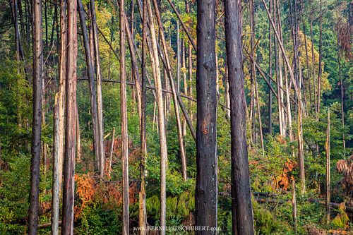 Forest patch close to Kyōto