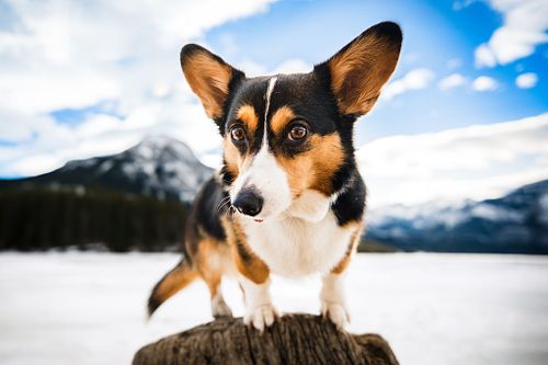 For adventure enthusiasts who log more miles in hiking boots than oxfords or heels, and fully believe every best day should include their best fur-end.