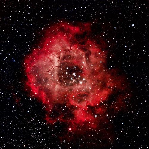 my rosette red