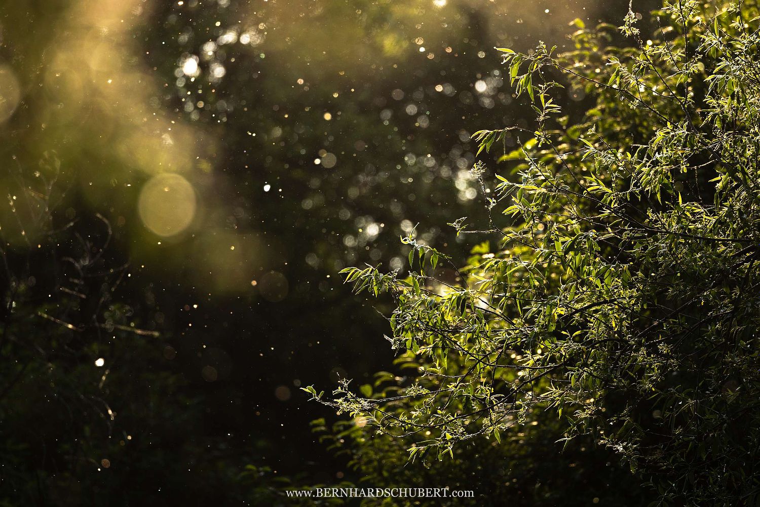 Poplar seeds
