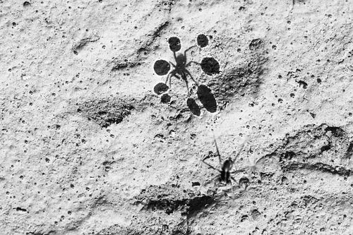 Bowling on the Moon - Lycosid spider