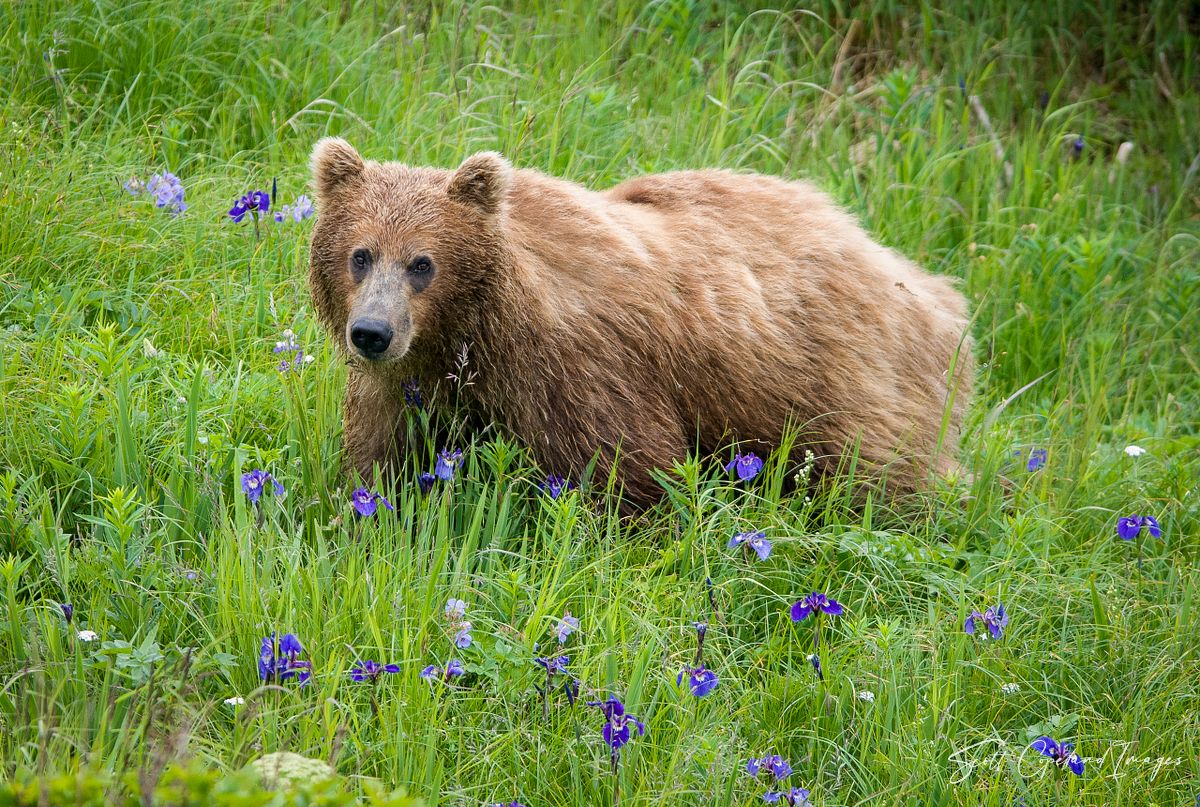 A Flowered Grizzly 