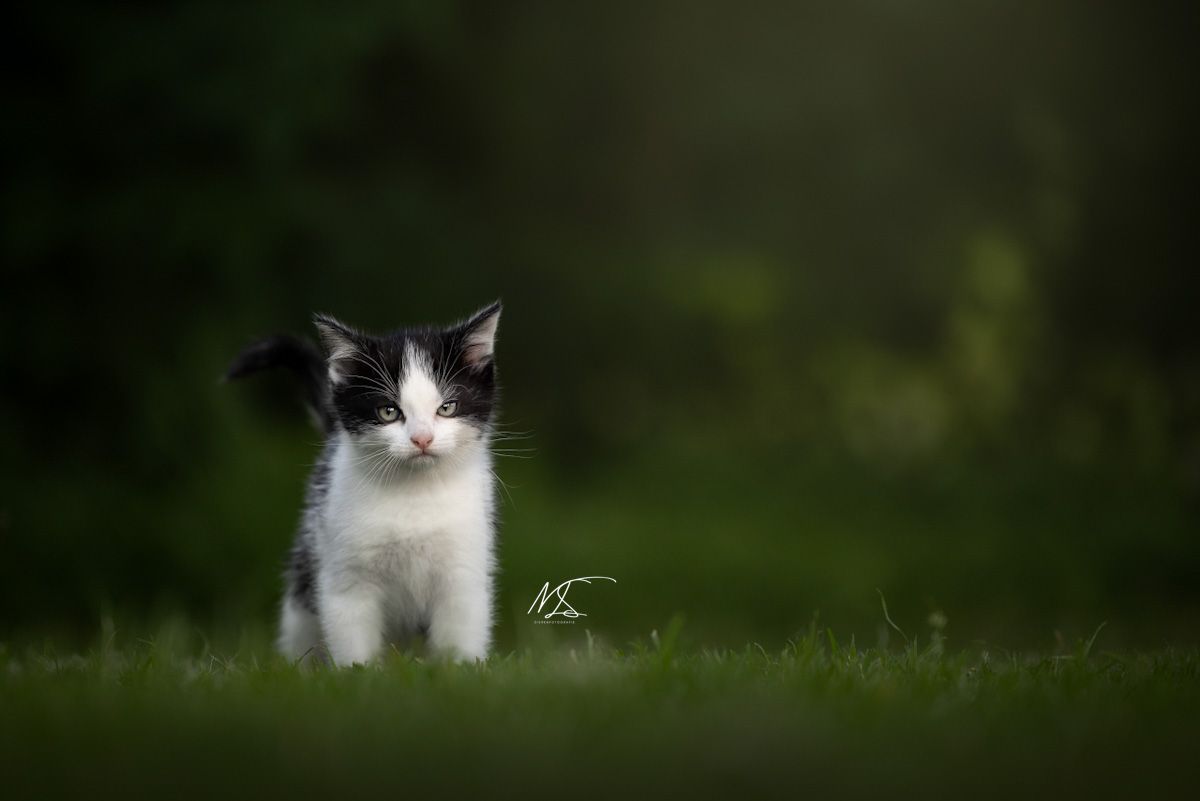 Zwart witte kitten die heel eigenwijs en beetje boos kijkt, volledig groene omgeving.