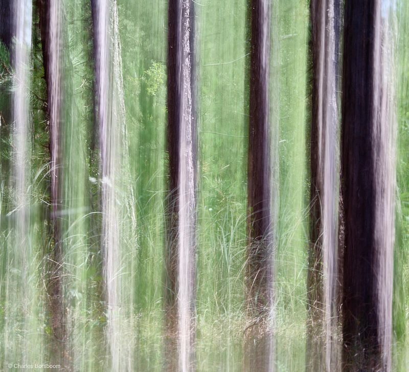 Abstracte natuurfotografie (4 juli 2026)