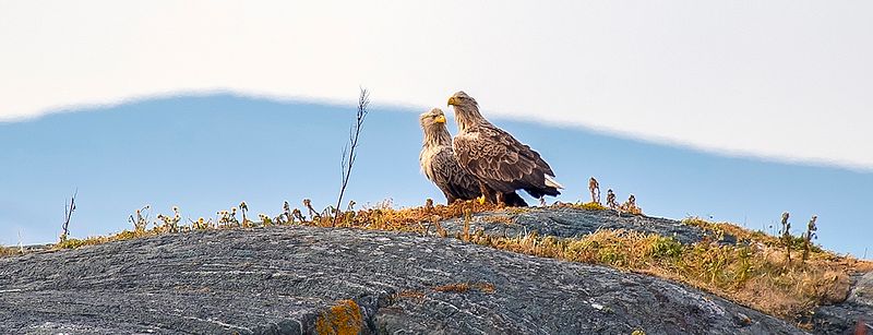 Stengt grunn av sjukdom