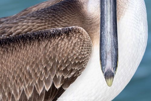 Pelecanus occidentalis - Brown pelican