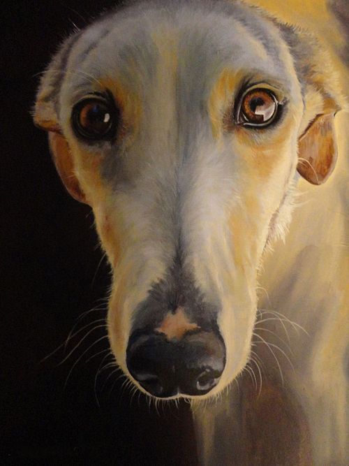 Galgo Español dog portrait with gentle, sad and soulful gaze
