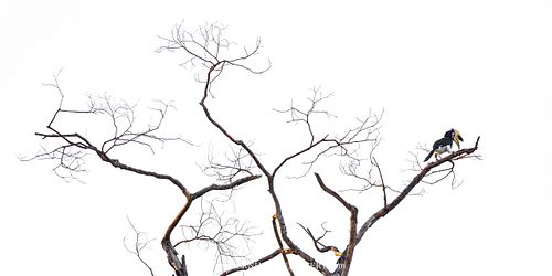 Anthracoceros albirostris - Orienthornvogel