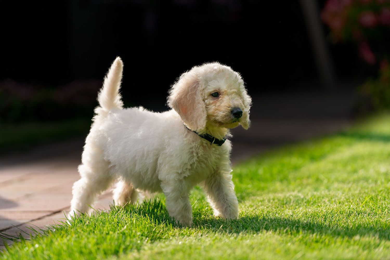 2020 t/m 2021 ~ Tebby ~ Hond | JKreeft.com