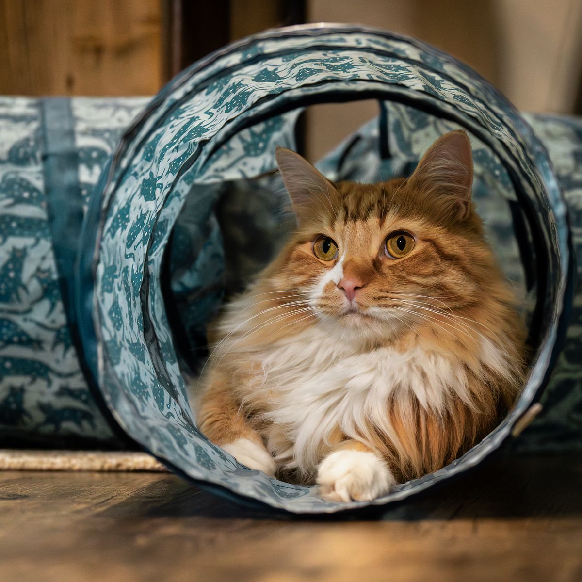 Big orange cat sitting in a cat tunnel.