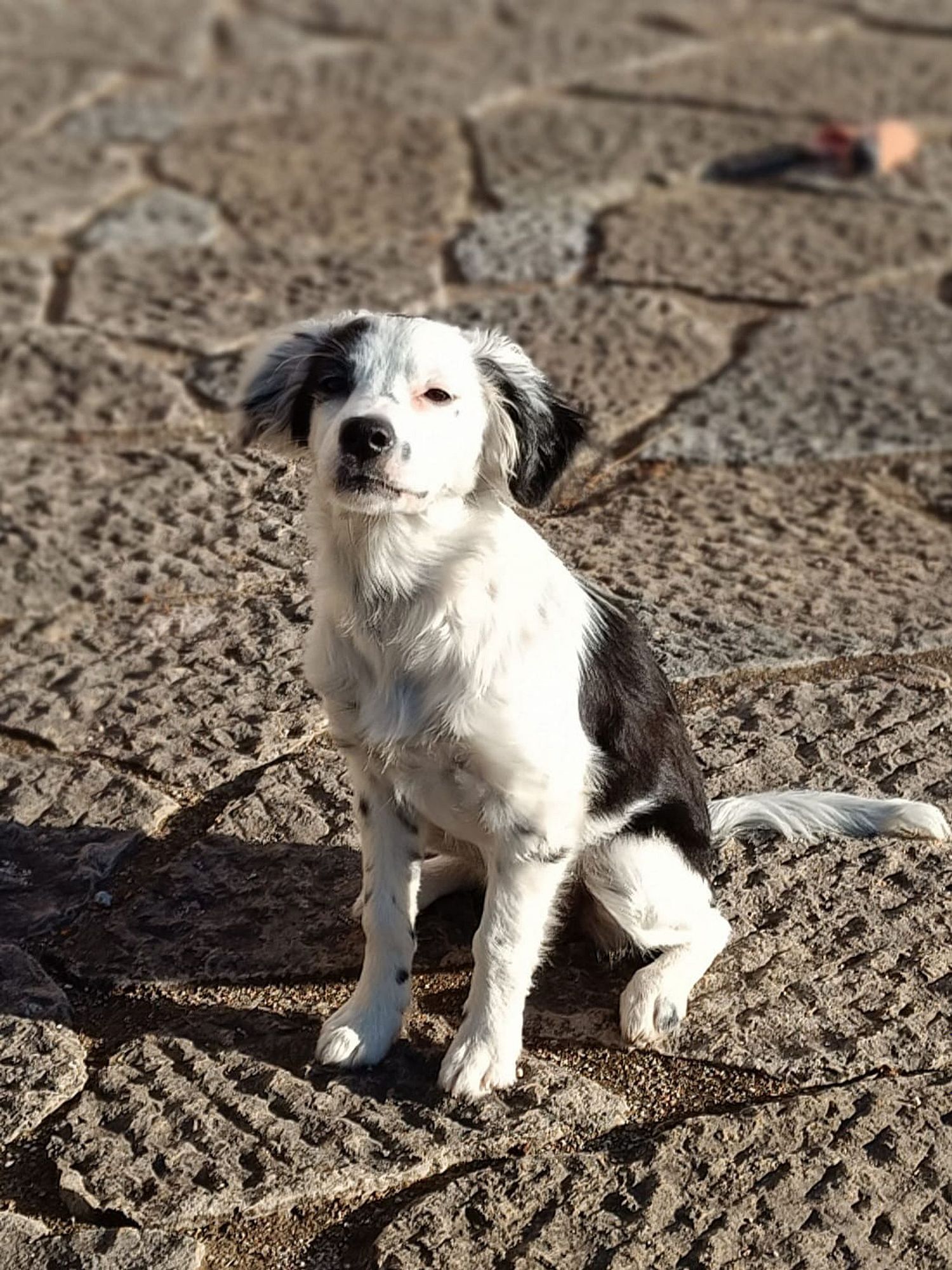 Cãoão by Márcia Silva