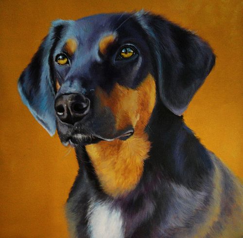 rescue dog portrait with calm and soulful gaze