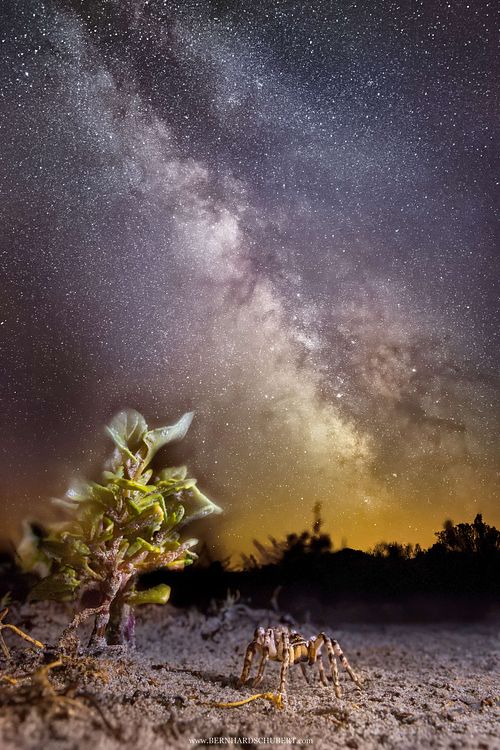 Lycosa singoriensis – Südrussische Tarantel – bei Nacht, fotografiert von Bernhard Schubert