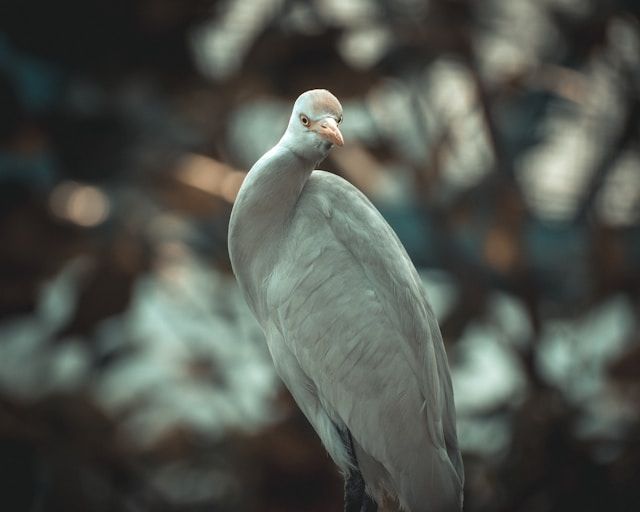 Close up image of a bird