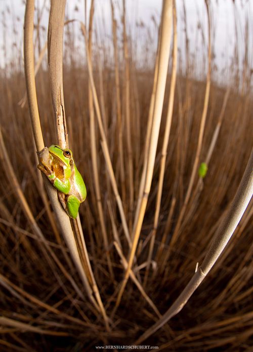 Hyla arborea - Europäischer Laubfrosch