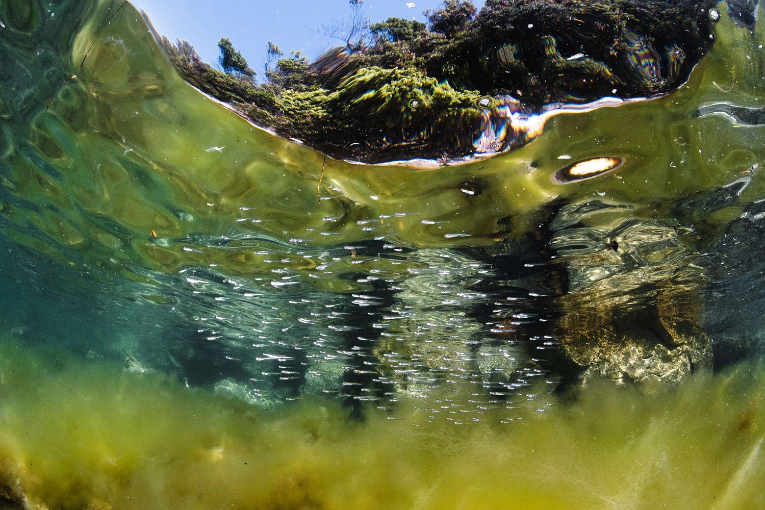 Algae bloom and fish fries