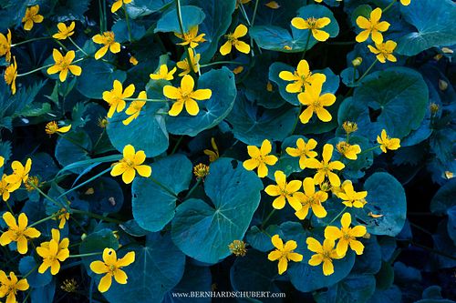 Caltha palustris – Sumpfdotterblume