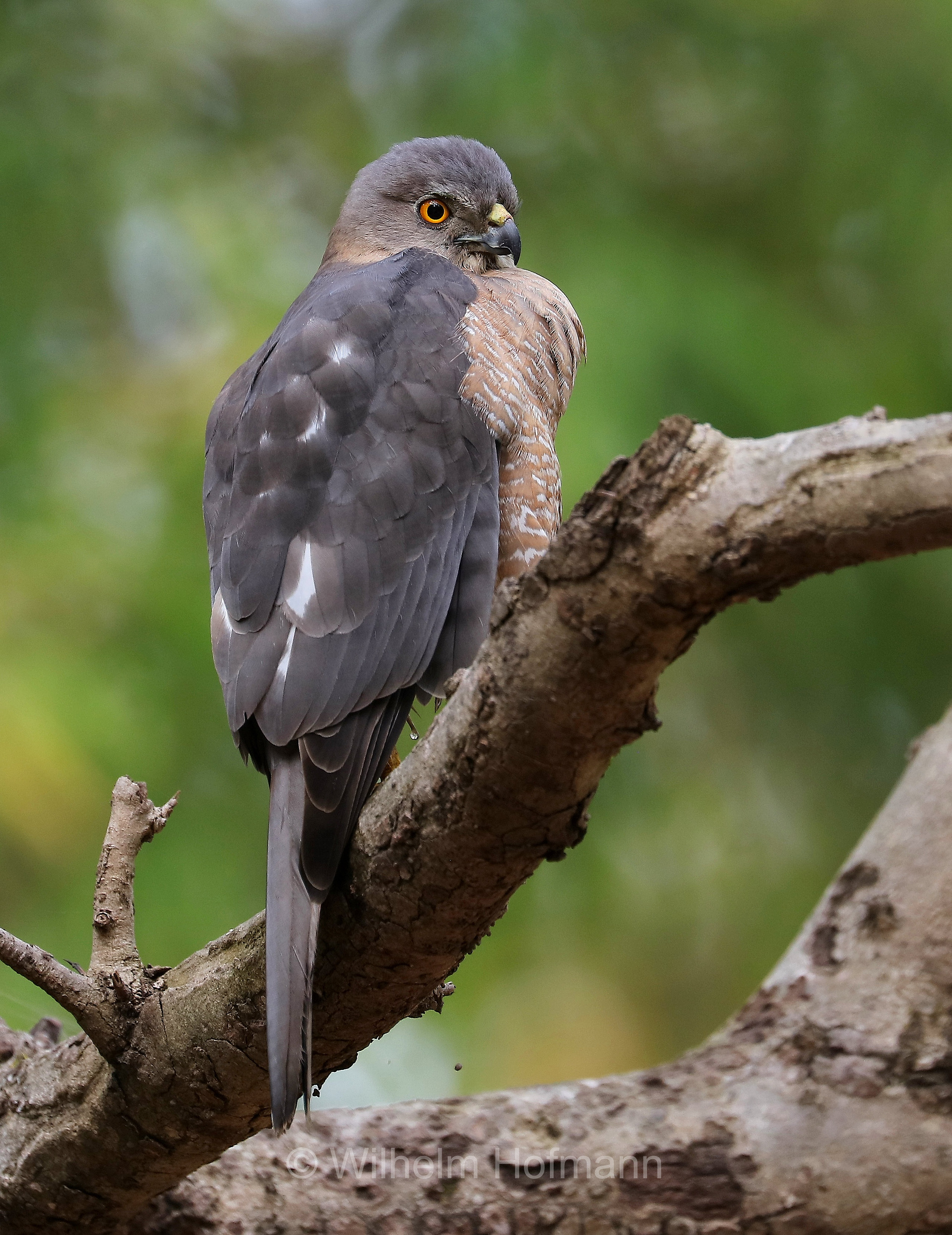 shikra, little banded goshawk, Schikrasperber, Schikra, Tachyspiza badia, Accipiter badius, Bandhavgarh National Park, Bandhavgarh-Nationalpark, parco nazionale di Bandhavgarh, Madhya Pradesh, India, Indien