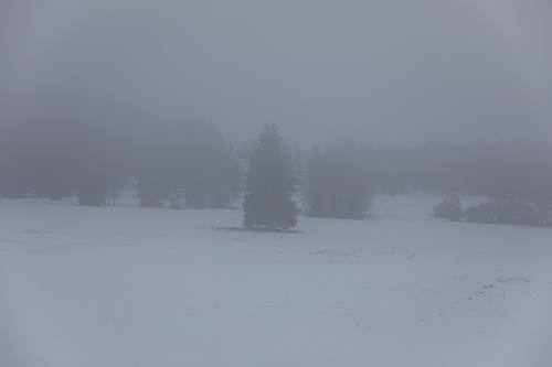 Sapin solitaire dans un paysage enneigé et brumeux en Šumava