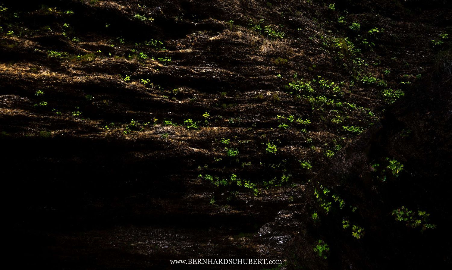 Vegetation on rock