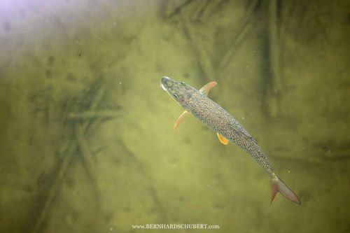 Barbus barbus - Barbe