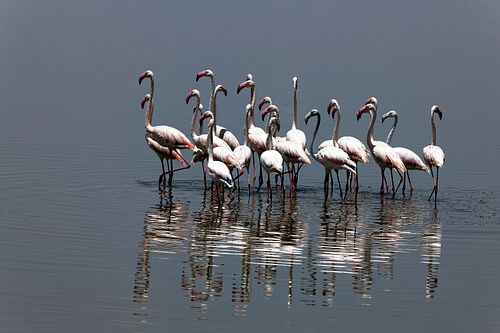 Flamands roses au Kenya