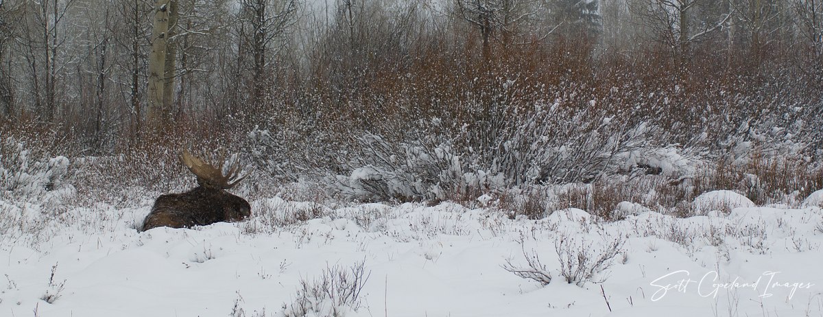 Moose Winter Repose