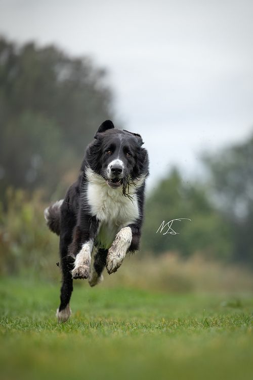 Actiefoto Bernerdoodle rent met een kluit modder en gras in zijn bek