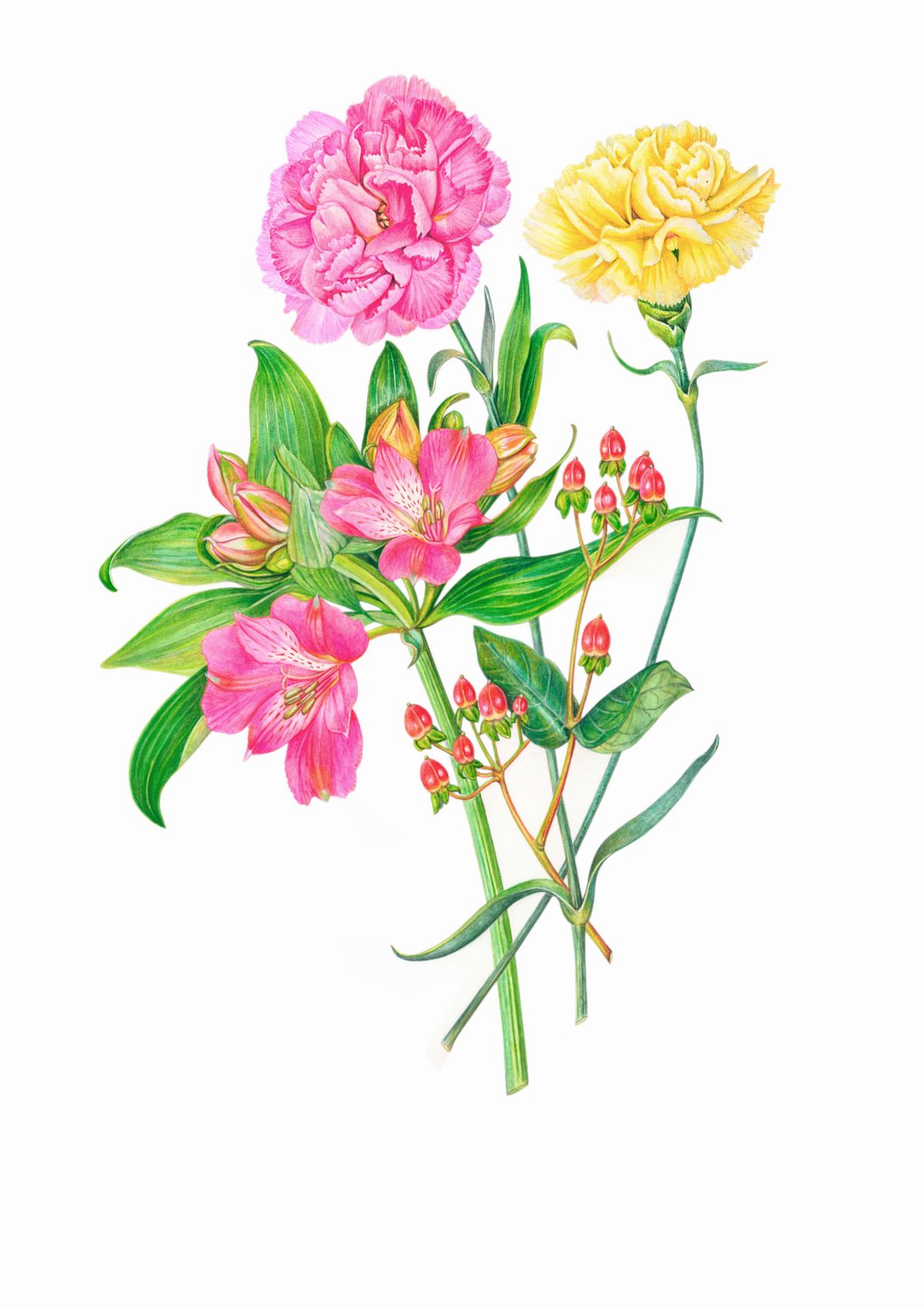 Botanical illustration of Alstromeria Mixed Composition
