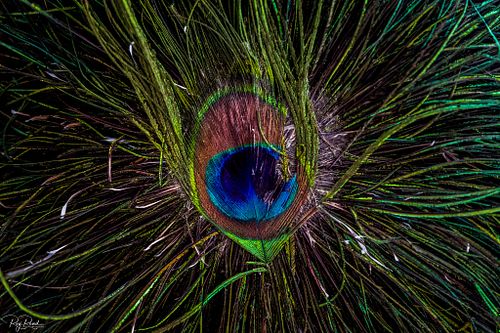 Peacock Blue ..
