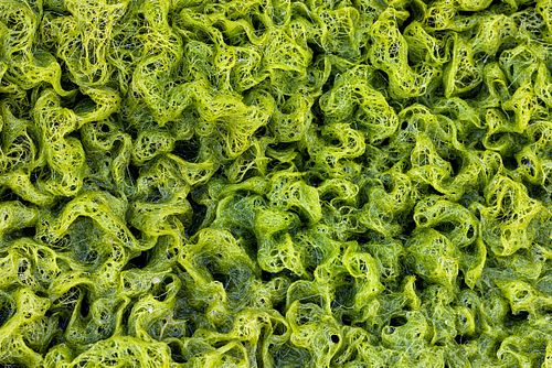 Chlorophyta Grünalgenmuster