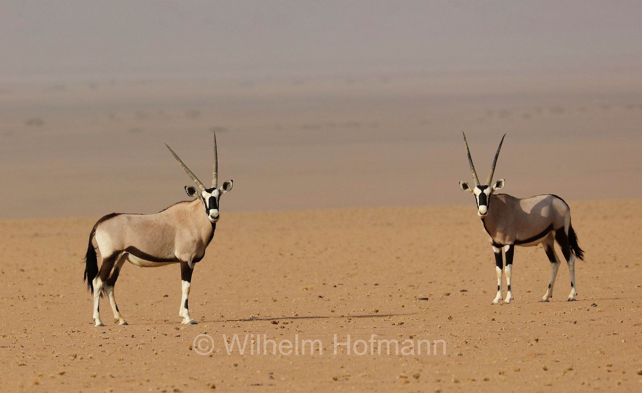 Oryx gazella, Gemsbok, South African oryx, Spießbock, Südafrikanischer Spießbock, Gemsbock, Gämsbock, orice gazella, Namib, Namib Desert, Deserto del Namib, Namibia