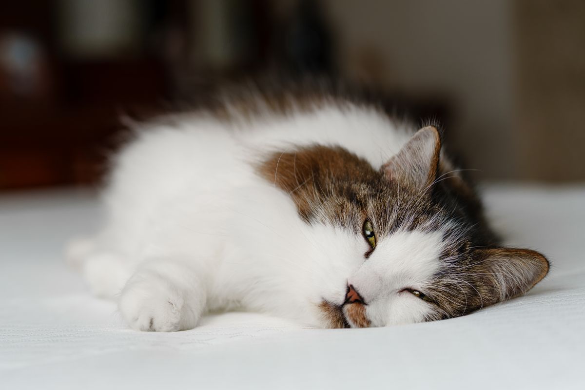 Picture of a cat laying on a bed getting ready for a nap