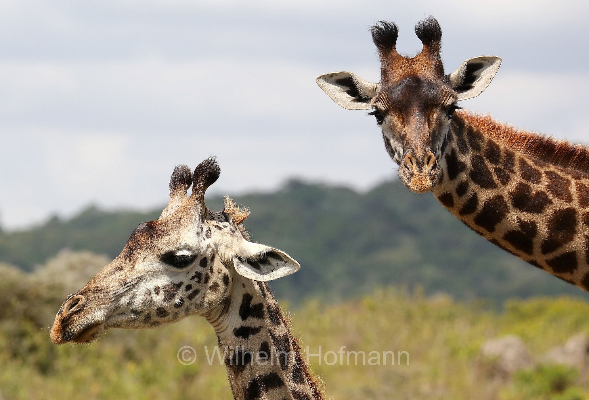 Masai giraffe, Maasai giraffe, Kilimanjaro giraffe, Massai-Giraffe, giraffa masai, giraffa Maasai, giraffa del Kilimangiaro﻿, Tansania, Tanzania, Arusha National Park, Arusha-Nationalpark, parco nazionale di Arusha