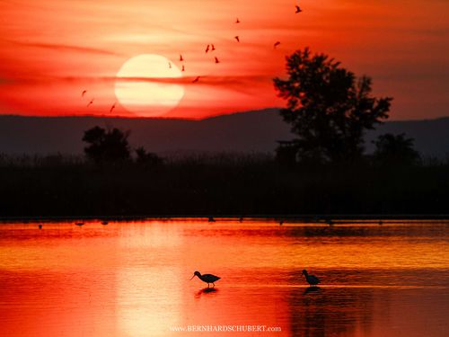 Recurvirostra avosetta - Säbelschnäbler