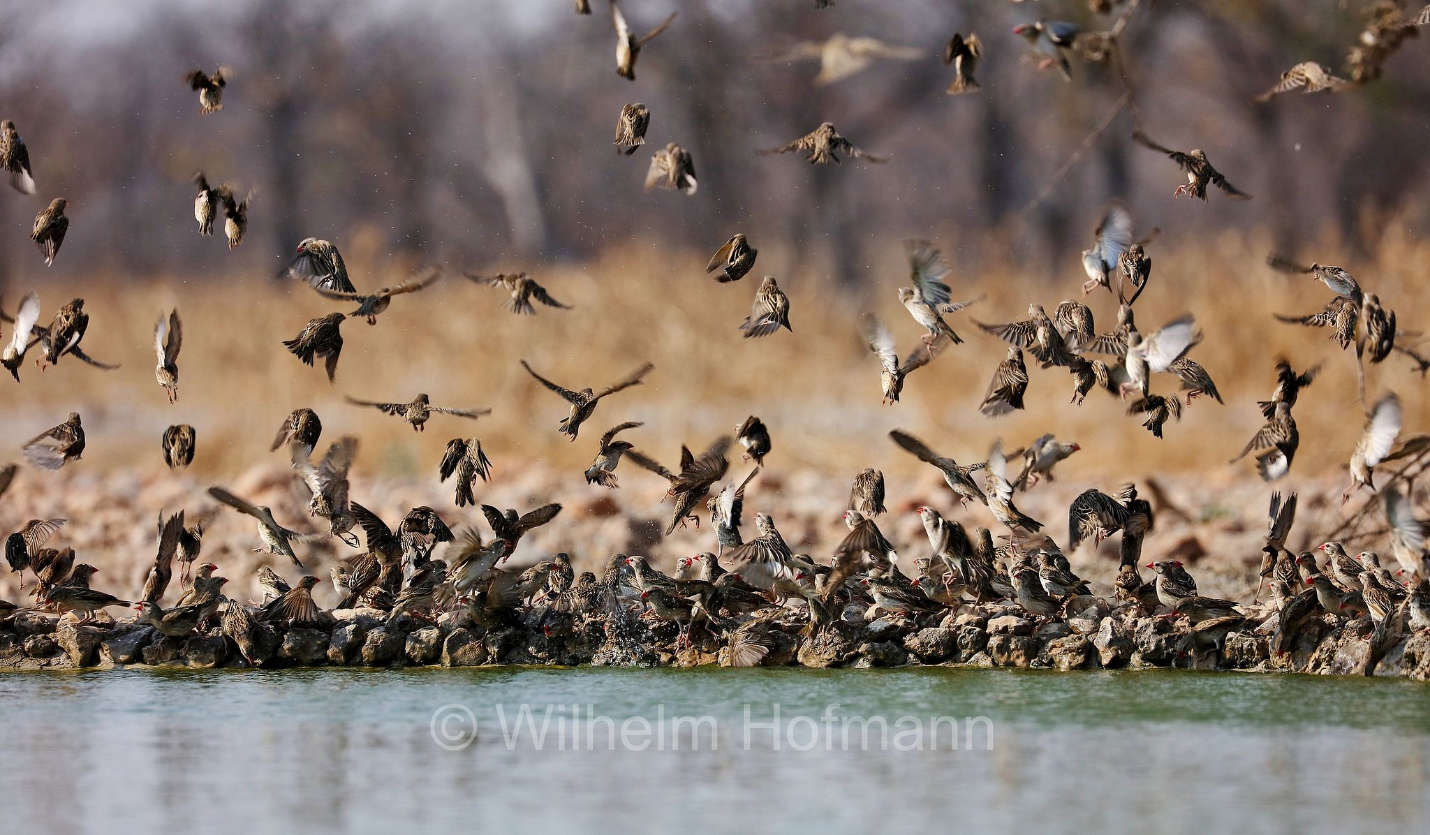red-billed quelea, red-billed weaver, red-billed dioch, Blutschnabelweber, quelea beccorosso, Quelea quelea, Etosha-Nationalpark, Etosha National Park, parco nazionale d'Etosha, Namibia