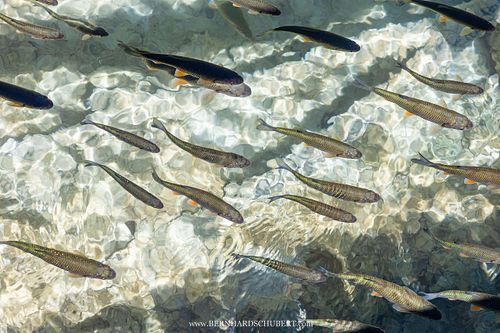 Squalius cephalus – Döbel