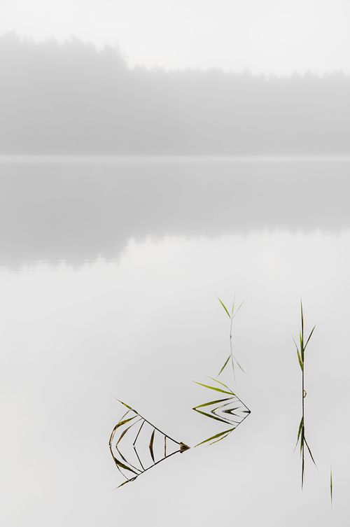 #lake #water #forest #nature