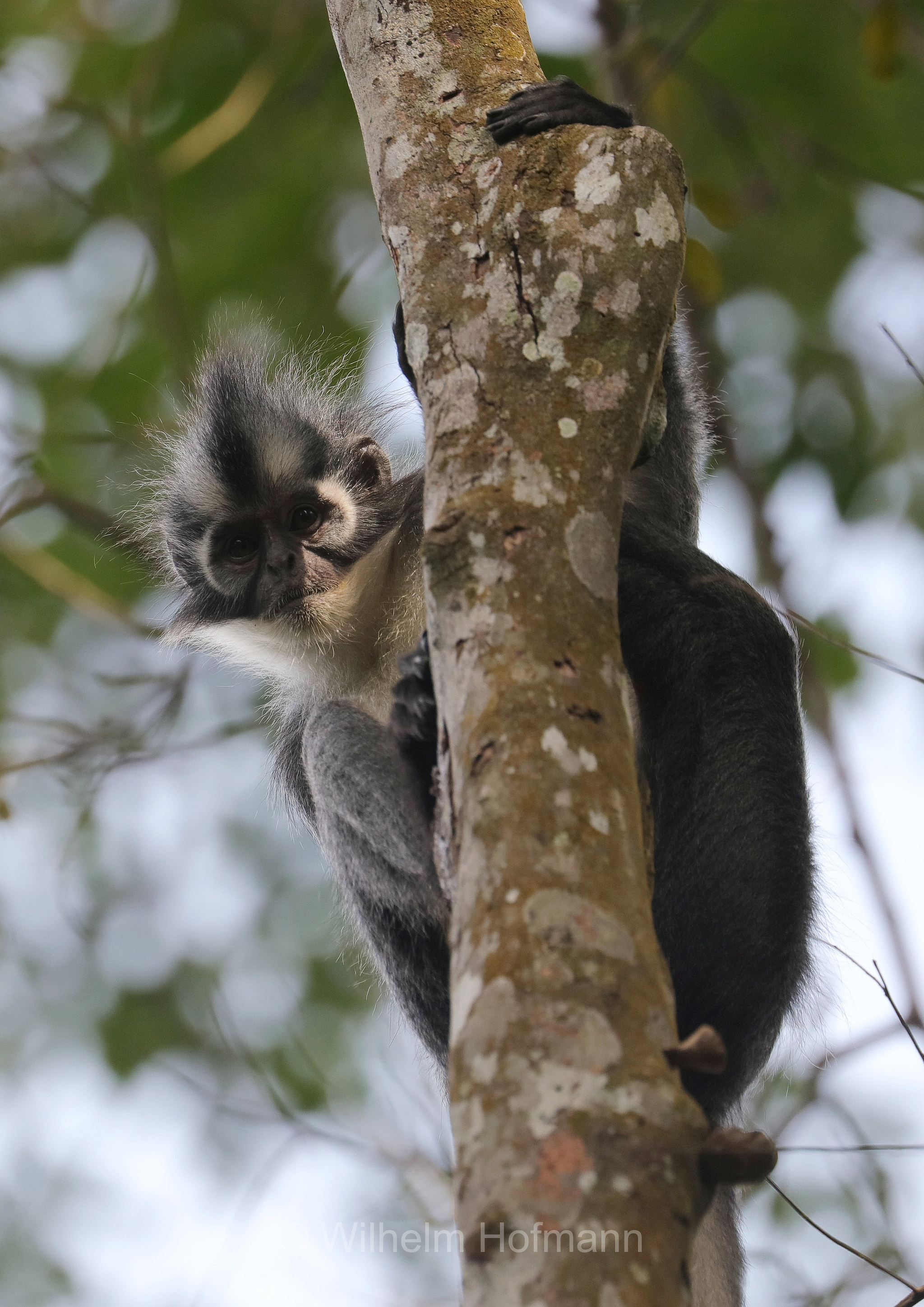 Thomas's langur, North Sumatran leaf monkey, Thomas's leaf monkey, Thomas-Langur, presbite di Thomas, Presbytis thomasi﻿, Gunung Leuser National Park, Nationalpark Gunung Leuser, parco nazionale di Gunung Leuser, Bukit Lawang, Sumatra, Indonesia, Indonesien