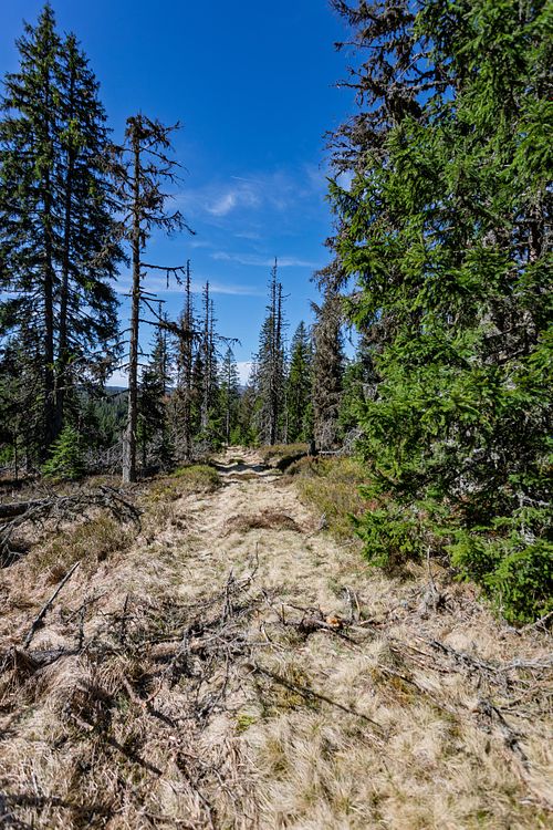 Chemin forestier éclairé par le soleil.