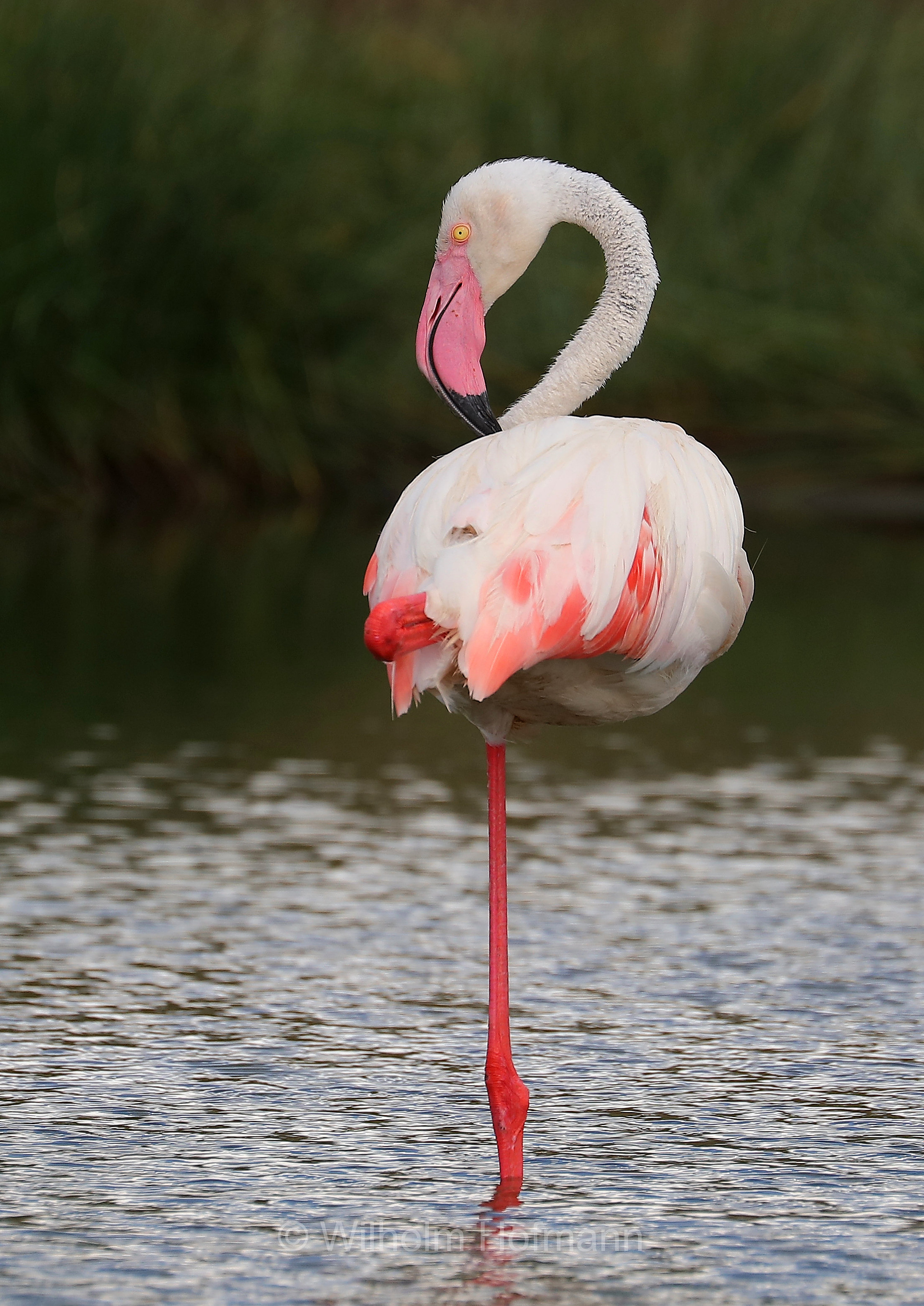 Greater flamingo, Rosaflamingo, fenicottero rosa, fenicottero maggiore, Phoenicopterus roseus, Tansania, Tanzania, Arusha National Park, Arusha-Nationalpark, parco nazionale di Arusha
