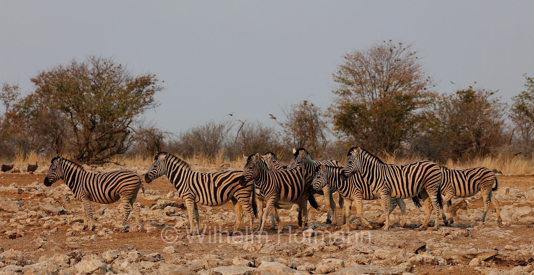 plains zebra, Steppenzebra, zebra di pianura, equus quagga, Etosha-Nationalpark, Etosha National Park, parco nazionale d'Etosha, Namibia