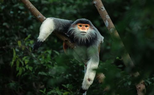Red-shanked Douc, Vietnam, old world monkey, critically endangered, Pygathrix nemaeus.