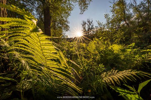 Matteuccia struthiopteris - Ostrich fern
