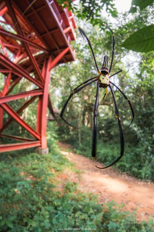 Nephila pilipes - Giant golden orbweaver