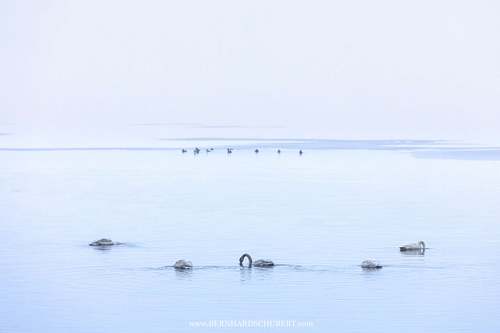 Cygnus cygnus - Whooper swan