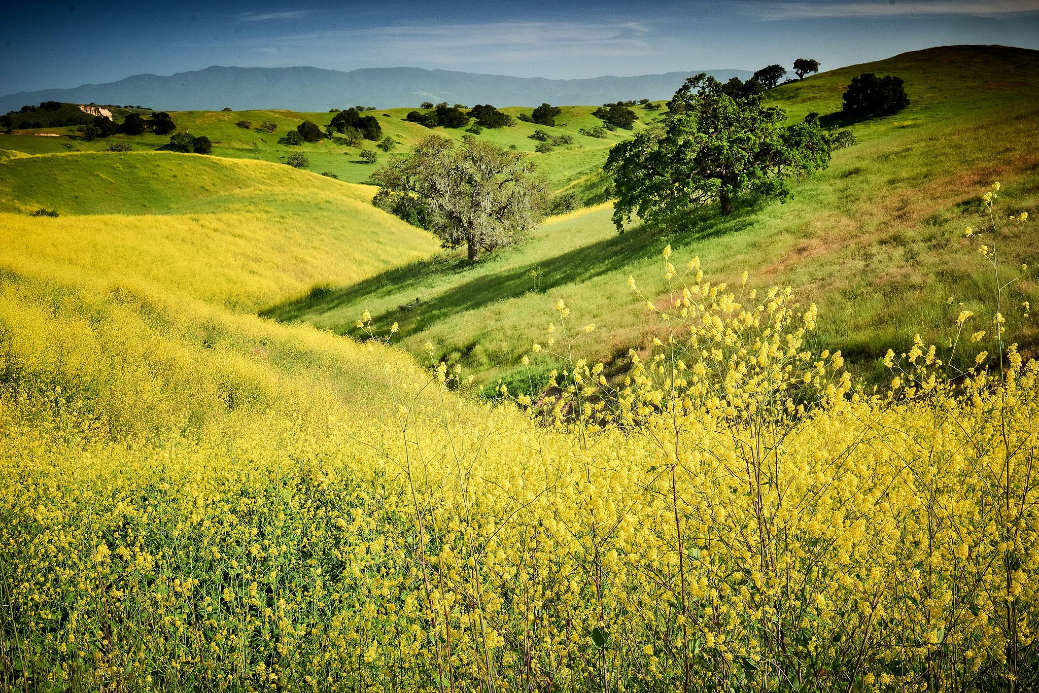 Brilliant Yellow Superbloom - Santa Ynez, California